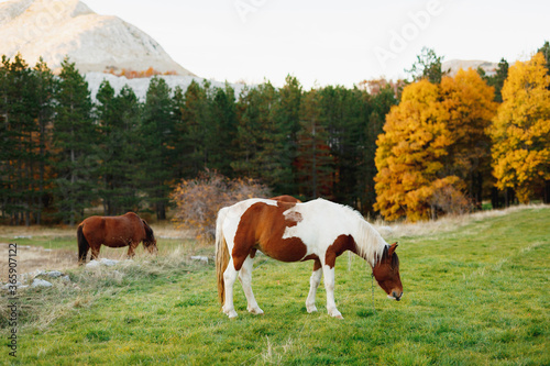 A brown horse and a white-brown horse graze on a green meadow, against the backdrop of mountains and autumn forest.