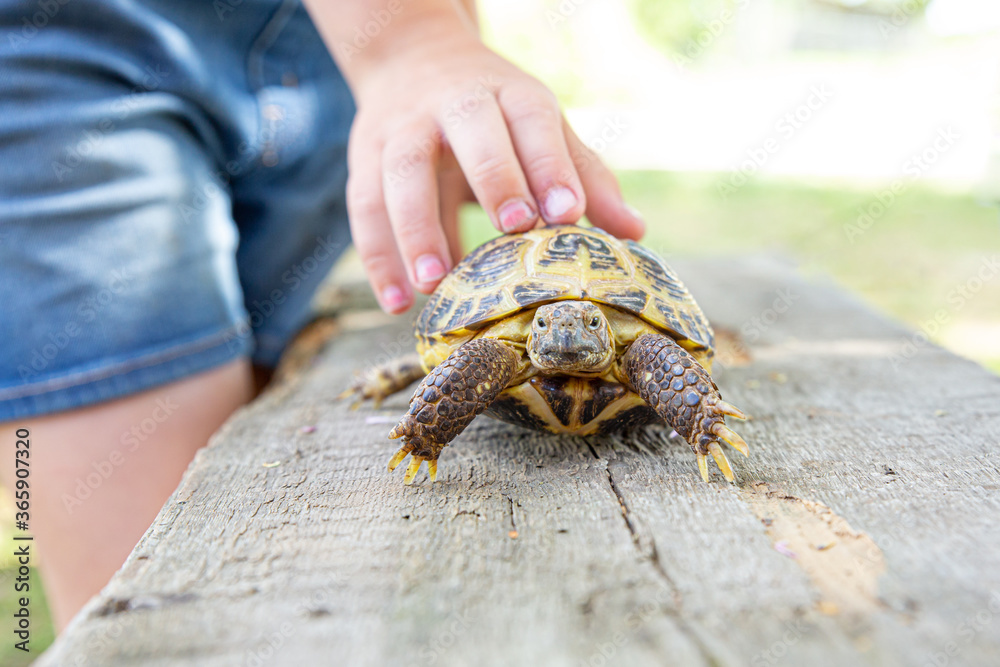 Central Asian land turtle crawls on a wooden board and looks into the camera. The child holds a turtle by the shell with his hand. Taking care of your pet. Reptile, exotic animal, longevity. Central Asian land turtle crawls on a wooden board and looks into the camera. The child holds a turtle by the shell with his hand. Taking care of your pet. Reptile, exotic animal, longevity.