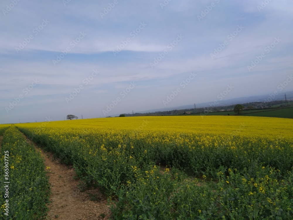 canola rapeseed field