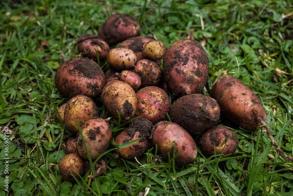 bunch of andean potato with dirt from harvest over grass bunch of andean potato with dirt from harvest over grass