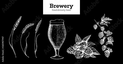 Beer, Hop and Malt vector illustration. Craft beer packaging illustration. Vintage elements. Brewing beer. Hand drawn sketch, retro illustration.