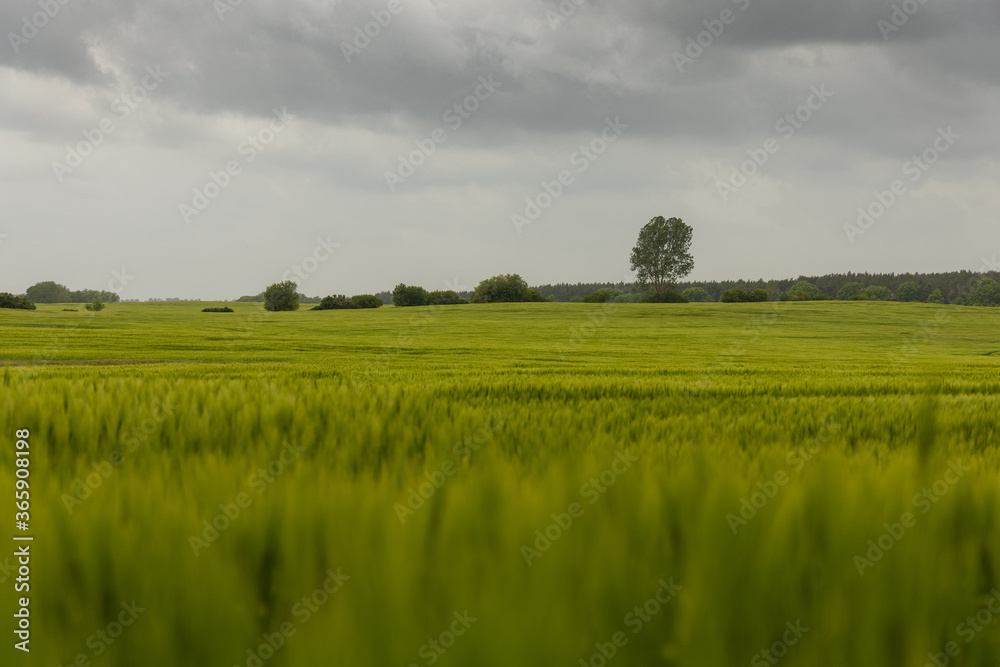 Fototapeta premium Gerstenfeld und graue Wolken