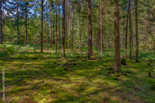 Wallpaper Mural Wald Torontodigital.ca