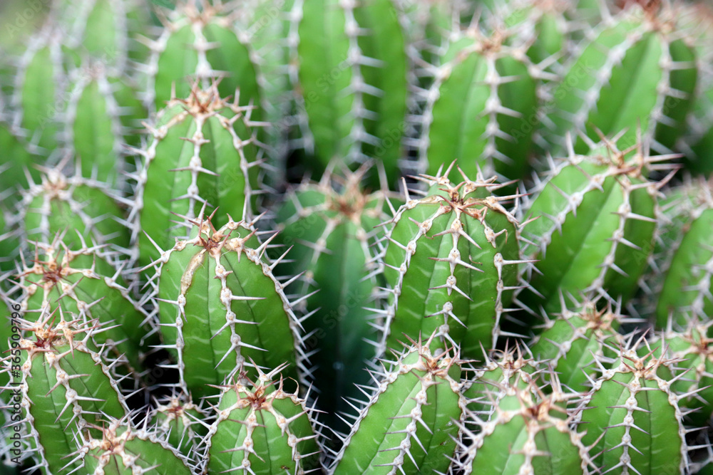 Green cacti with large needles. Cactus garden, natural background Green cacti with large needles. Cactus garden, natural background