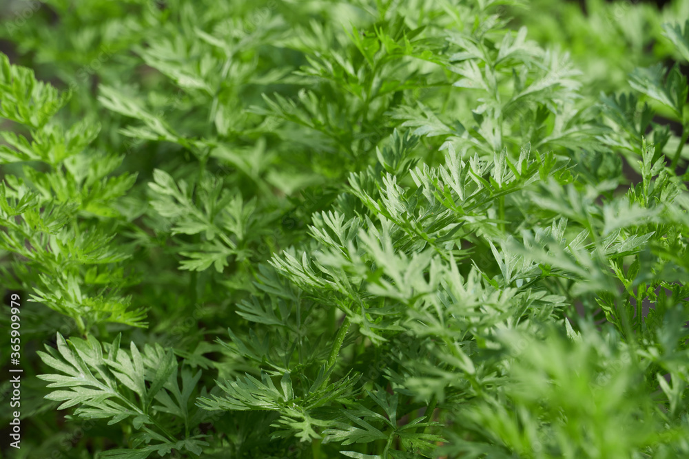 young vegetable sprouts grow from the ground, close view young vegetable sprouts grow from the ground, close view