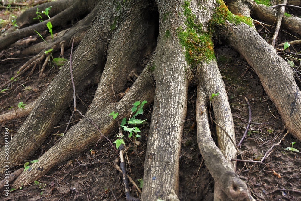 Tree roots in the woods