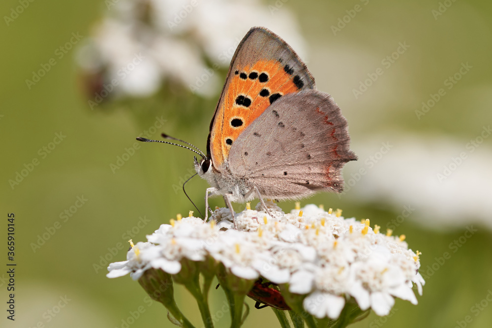 Macro photo of a Small Copper butterfly (Lycaena phlaeas) resting on white flower in summer Macro photo of a Small Copper butterfly (Lycaena phlaeas) resting on white flower in summer