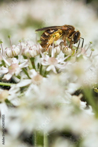 Macro image of a honey bee (Apis mellifera) covered in pollen and collecting nectar on white flower
