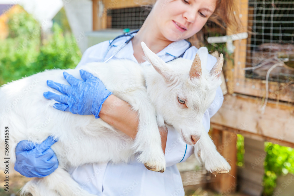 Young veterinarian woman with stethoscope holding and examining goat kid on ranch background. Young goatling with vet hands for check up in natural eco farm. Animal care and ecological farming concept Young veterinarian woman with stethoscope holding and examining goat kid on ranch background. Young goatling with vet hands for check up in natural eco farm. Animal care and ecological farming concept
