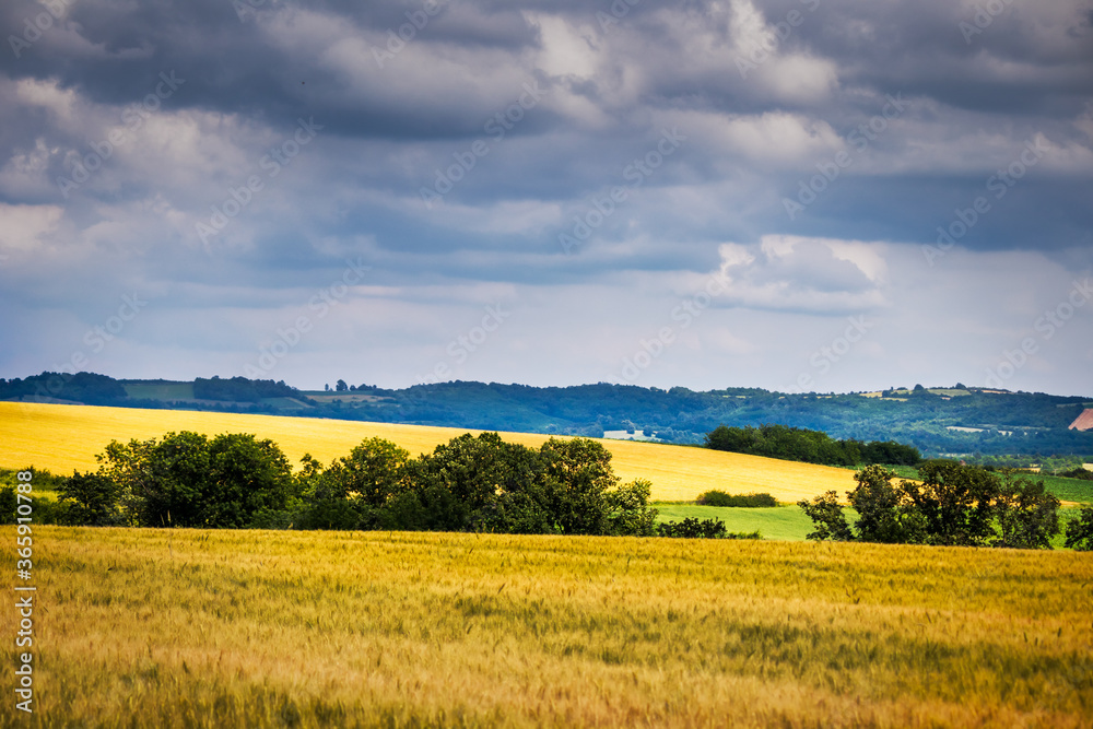 Agriculture wheat fields in gold color with dark clouds in the background Agriculture wheat fields in gold color with dark clouds in the background