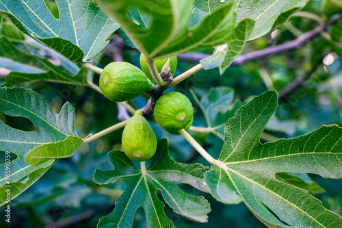 Common figs on the tree
