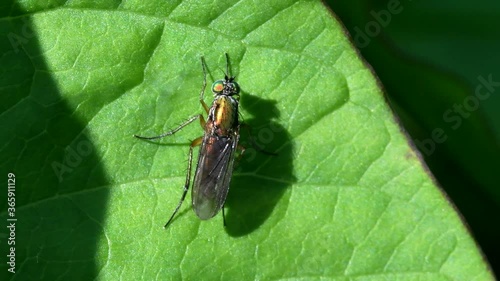 Female of Semaphore Fly on a leaf. Her Latin name is Poecilobothrus nobilitatus. photo