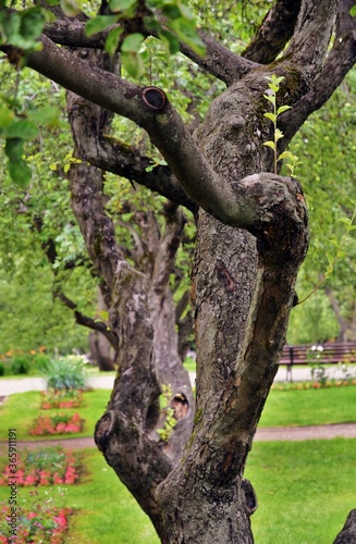 Old tree in the park