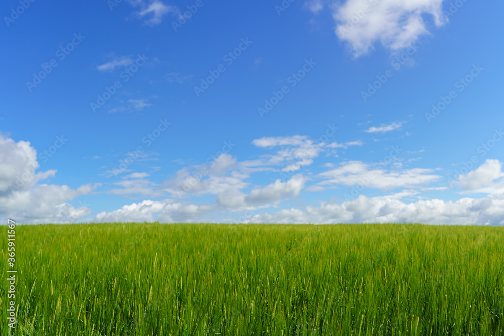 Fresh green barley field and blue cloudy sky. ideal for nature background