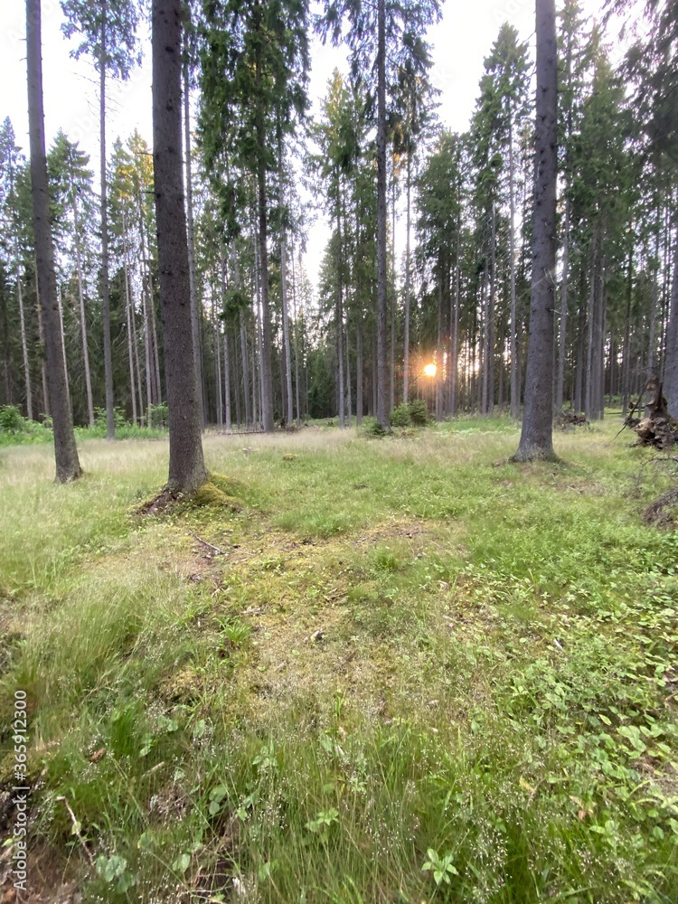 Obraz premium trees in the forest