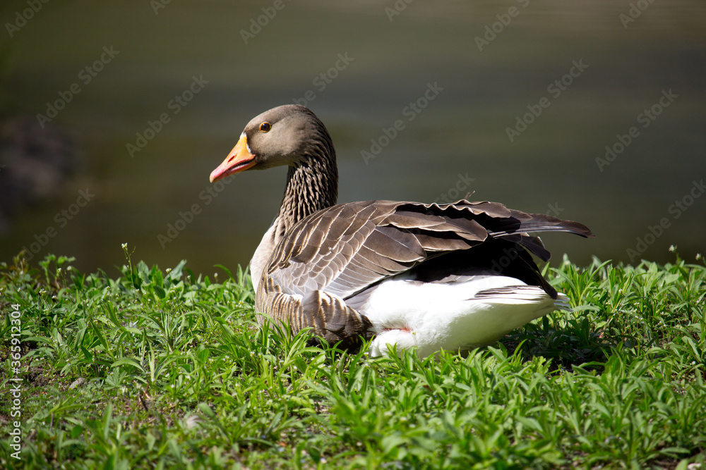 Obraz premium Domestic ducks in the village on the green grass