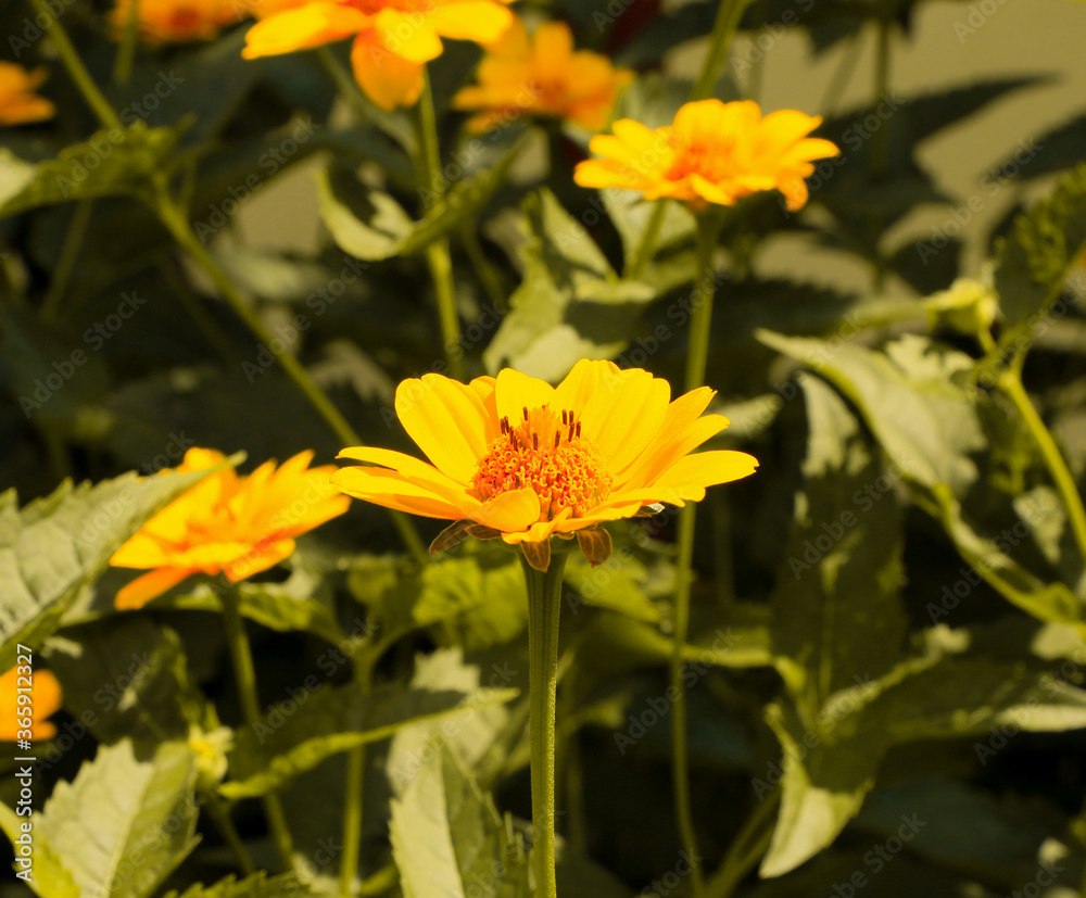 yellow chrysanthemum flower chamomile yellow flower yellow flower in the garden yellow chrysanthemum flower chamomile yellow flower yellow flower in the garden