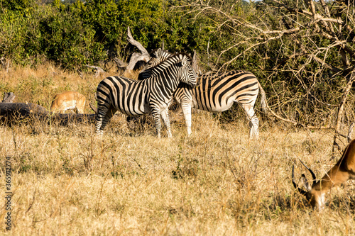 Chobe National Park  Botswana