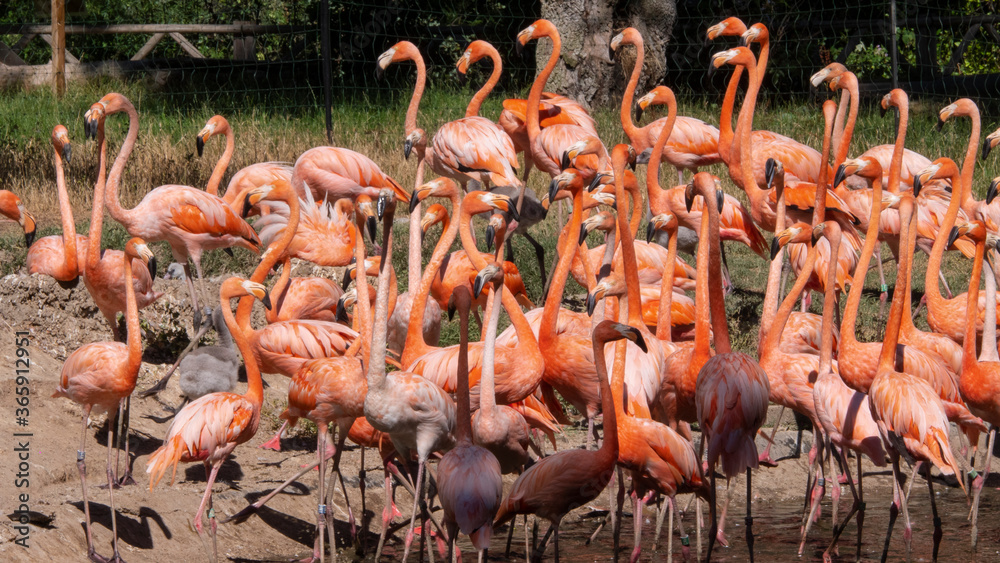 Naklejka premium different shots of beautiful and colorful flamingos