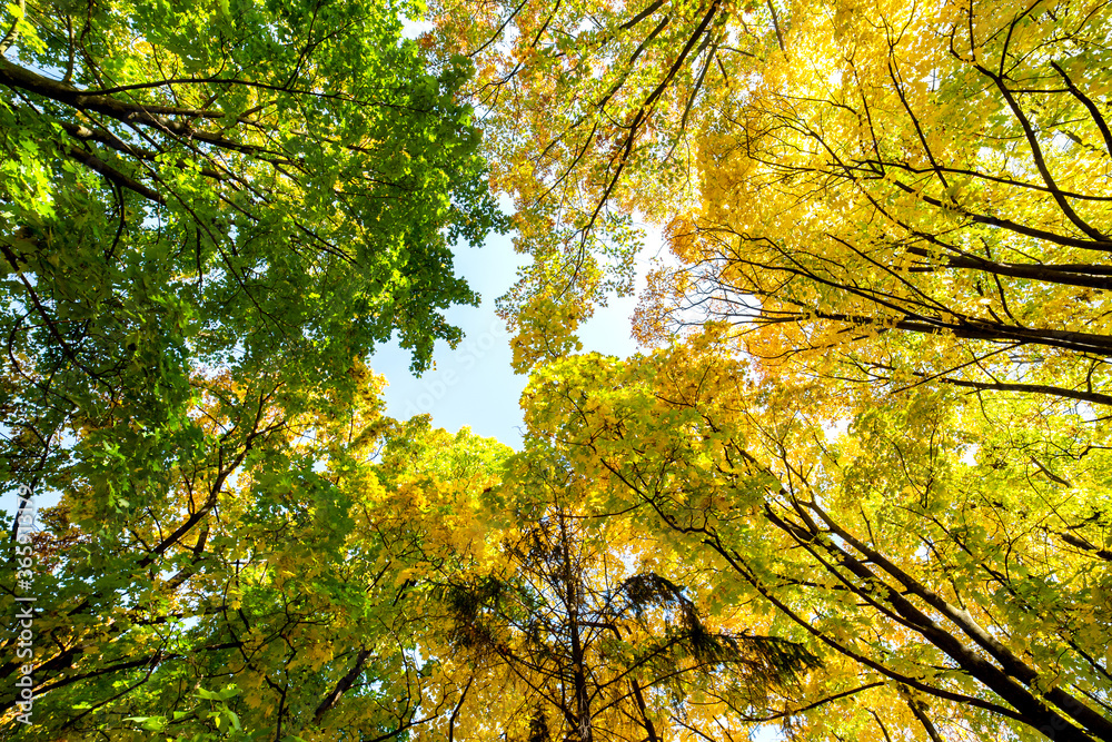 Obraz premium Perspective up view of autumn forest with bright orange and yellow leaves. Dense woods with thick canopies in sunny fall weather.