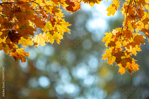 Close up of bright yellow and red maple leaves on fall tree branches with vibrant blurred background in autumn park.