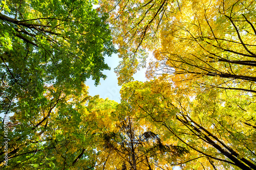 Perspective up view of autumn forest with bright orange and yellow leaves. Dense woods with thick canopies in sunny fall weather.