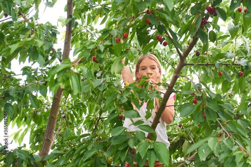 Child girl climbing a tree and tearing cherries in summer