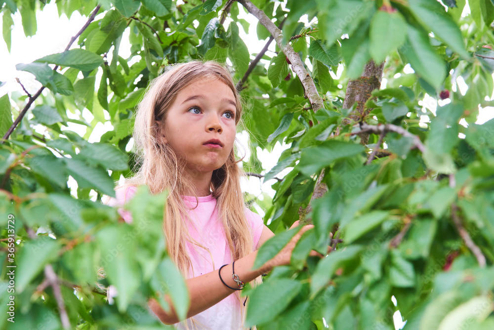 Child girl climbing a tree and tearing cherries in summer Child girl climbing a tree and tearing cherries in summer