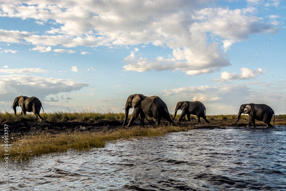 Naklejka premium Chobe National Park, Botswana