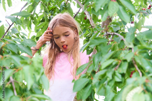Child girl climbing a tree and tearing cherries in summer