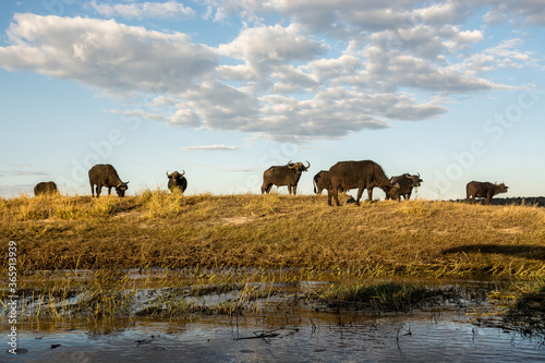 Chobe National Park, Botswana © IVAN FAURE