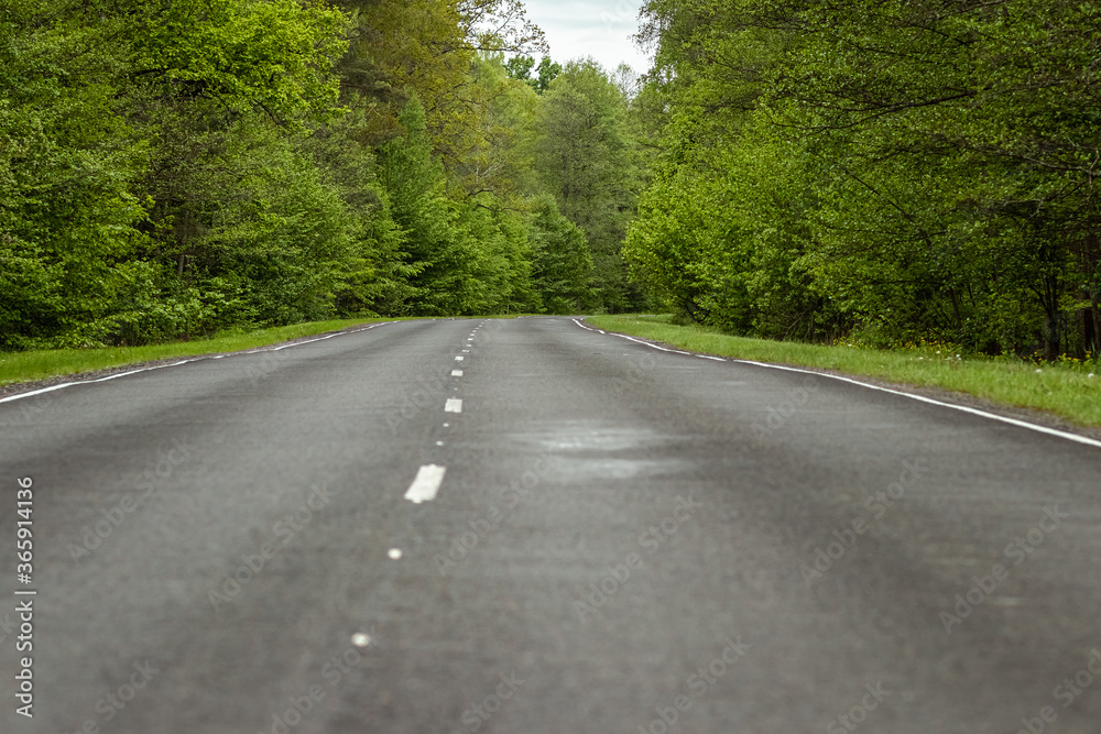 Beautiful summer landscape green forest and road in the forest.