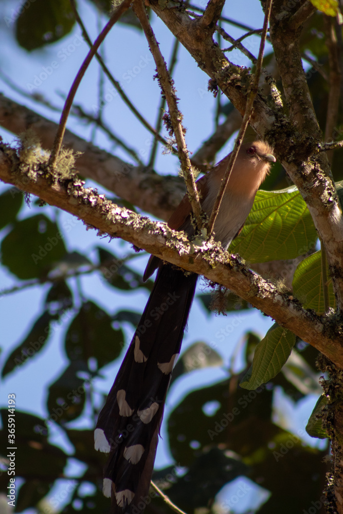 bird on a branch bird on a branch