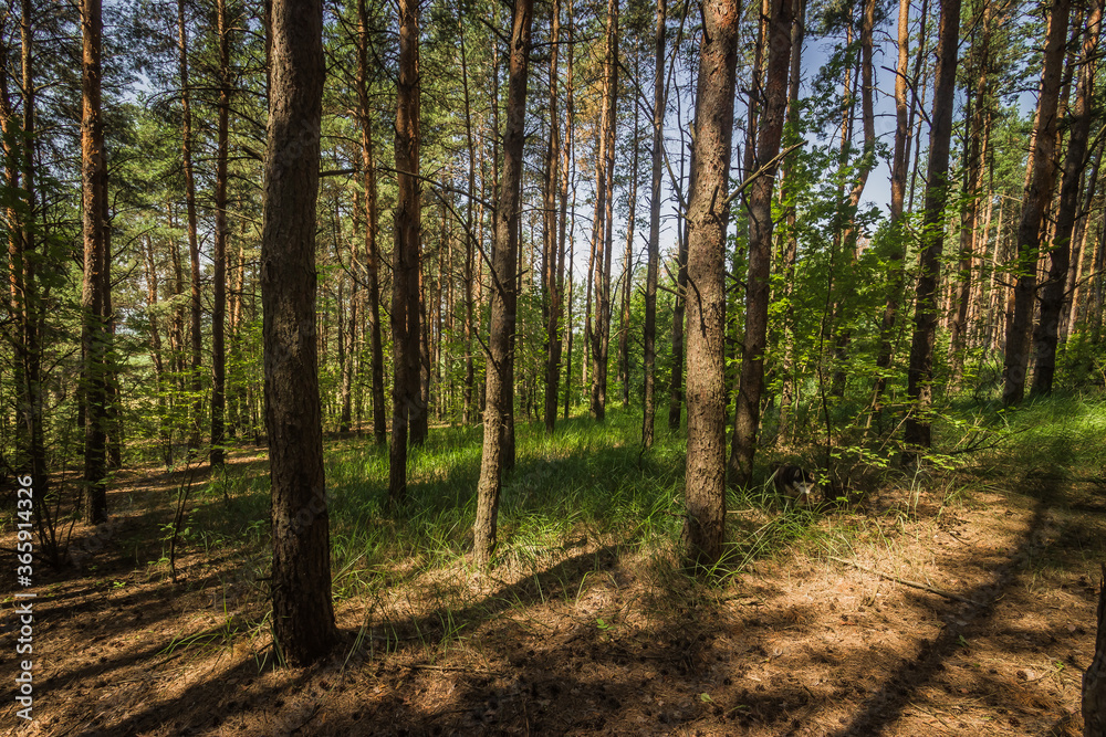 forest landscape. the pine forest in Sunny day forest landscape. the pine forest in Sunny day