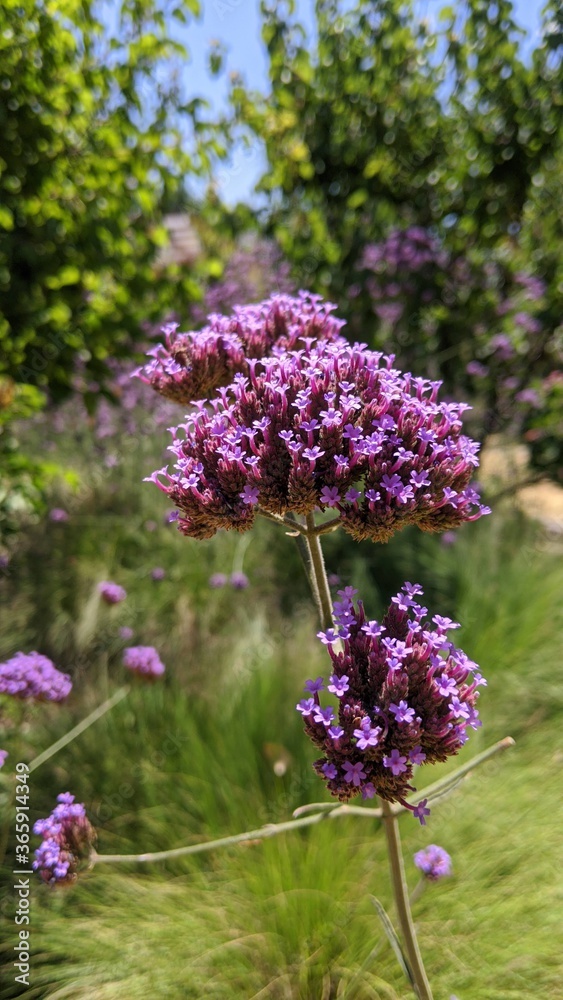 Obraz premium purple lavender flowers