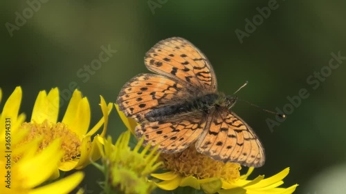 brenthis ino,farfalla su fiore giallo photo