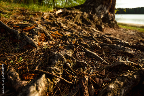 Tree roots on plant background © Aliaksandr Marko