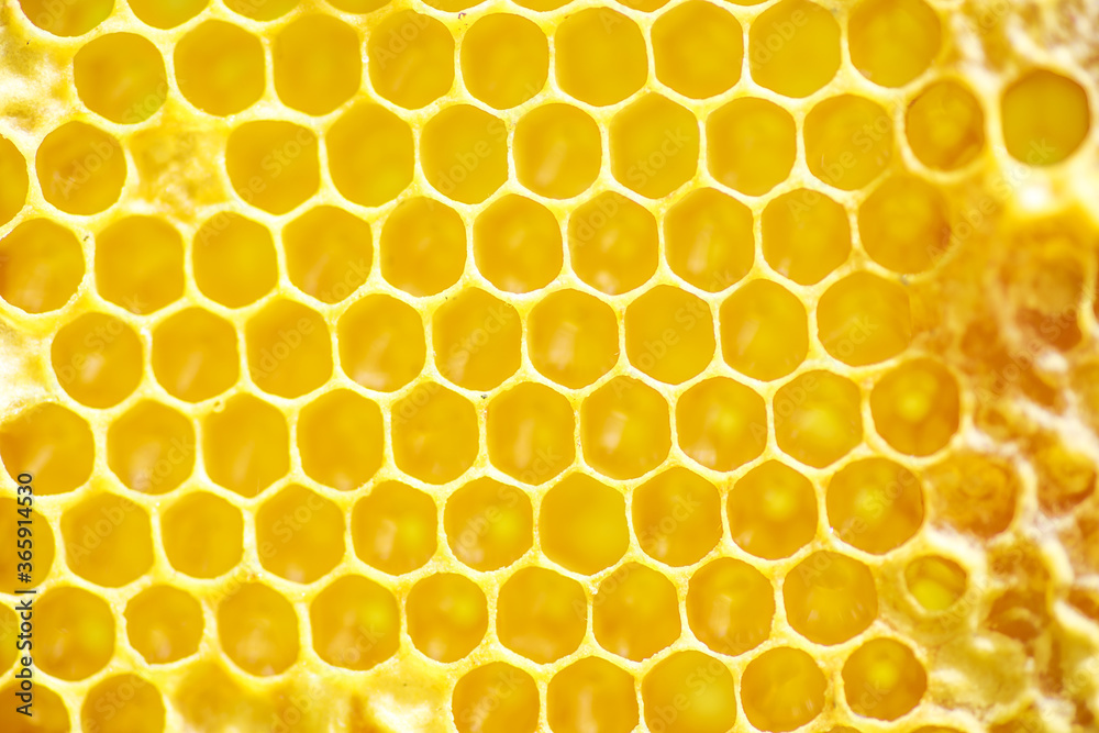 yellow sealed cells on the frame. Honey frame with mature honey. Wooden small frame with honeycombs full of acacia honey.