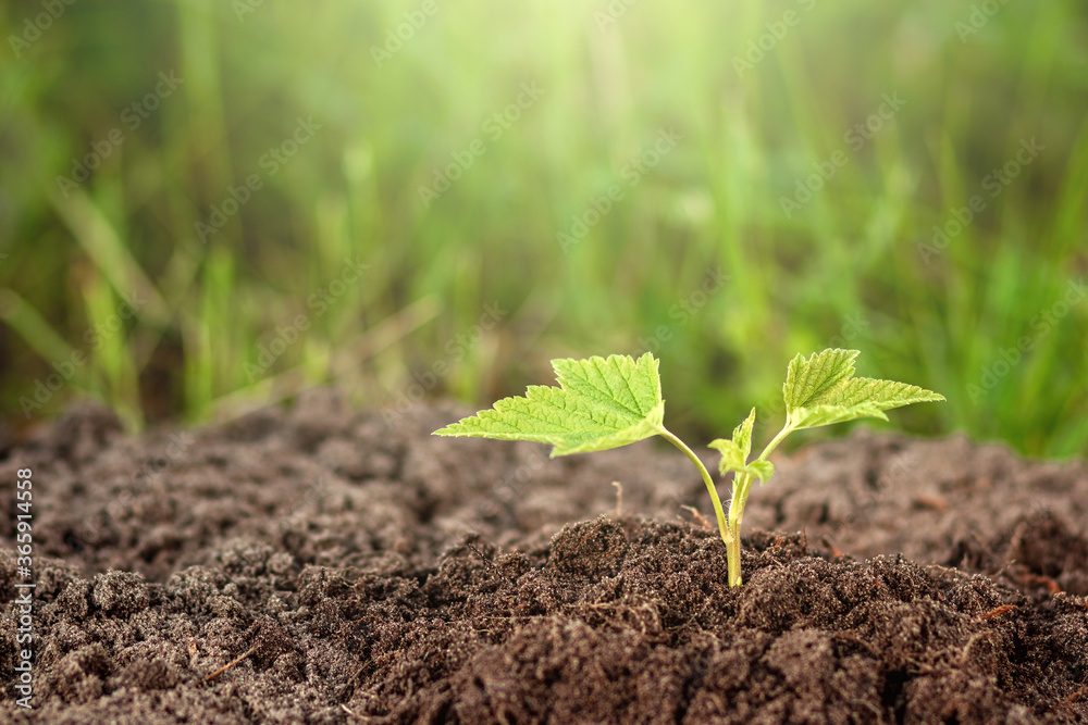 Fototapeta premium A green sprout breaks out of the ground against the backdrop of greenery. Business concept, new beginning, new life. Copy space.