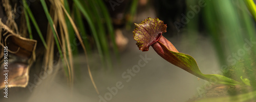 carnivorous buttercup plants at morning fog in the jungle photo