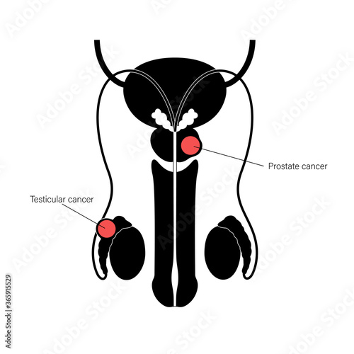 Reproductive system concept