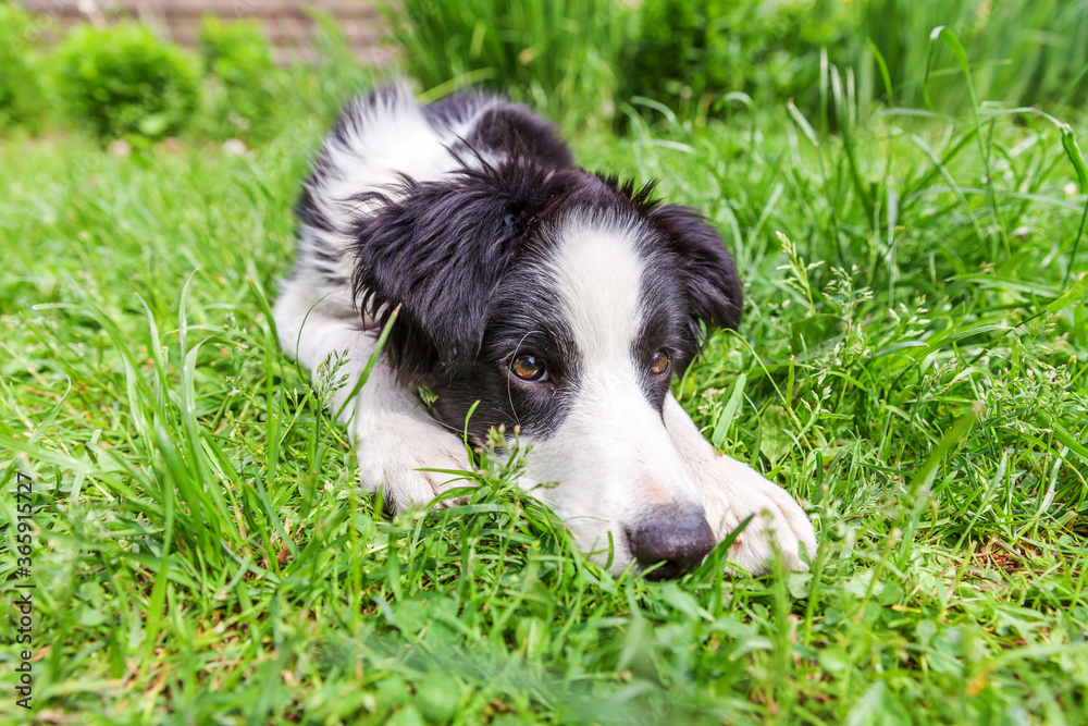 Funny outdoor portrait of cute smilling puppy dog border collie lying down on green grass lawn in park or garden background Funny outdoor portrait of cute smilling puppy dog border collie lying down on green grass lawn in park or garden background