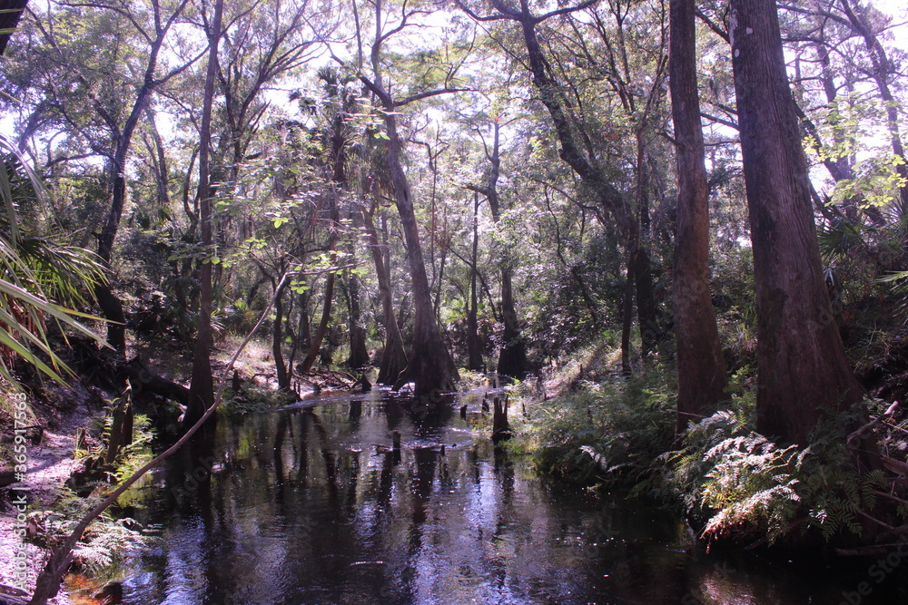 Obraz premium river trees