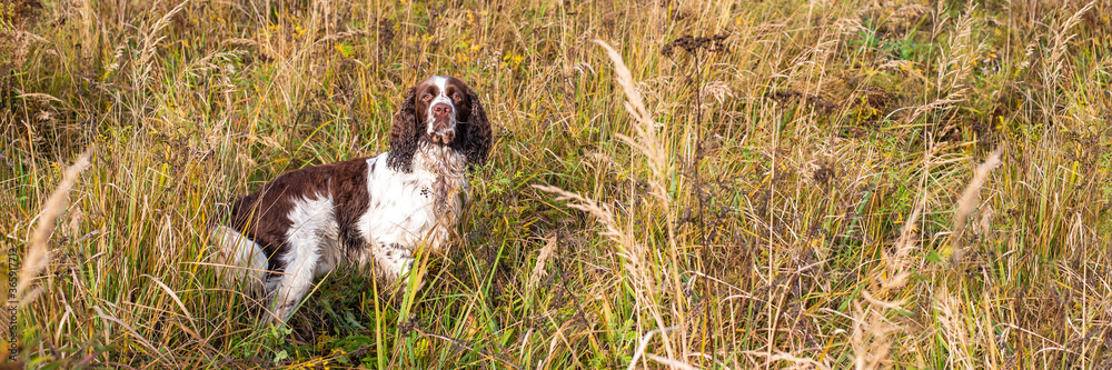 The gun dog standing in the wild autumn field. English springer spaniel Breeds Banner size.