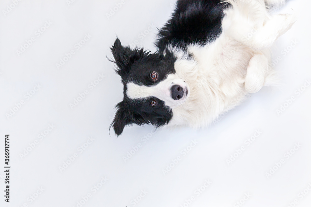 Funny studio portrait of cute smiling puppy dog border collie isolated on white background. New lovely member of family little dog gazing and waiting for reward. Funny pets animals life concept.
