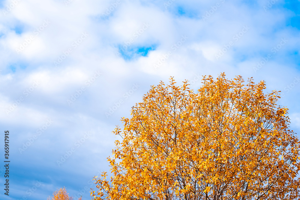 Blue sky and a tree with autumn leaves.
