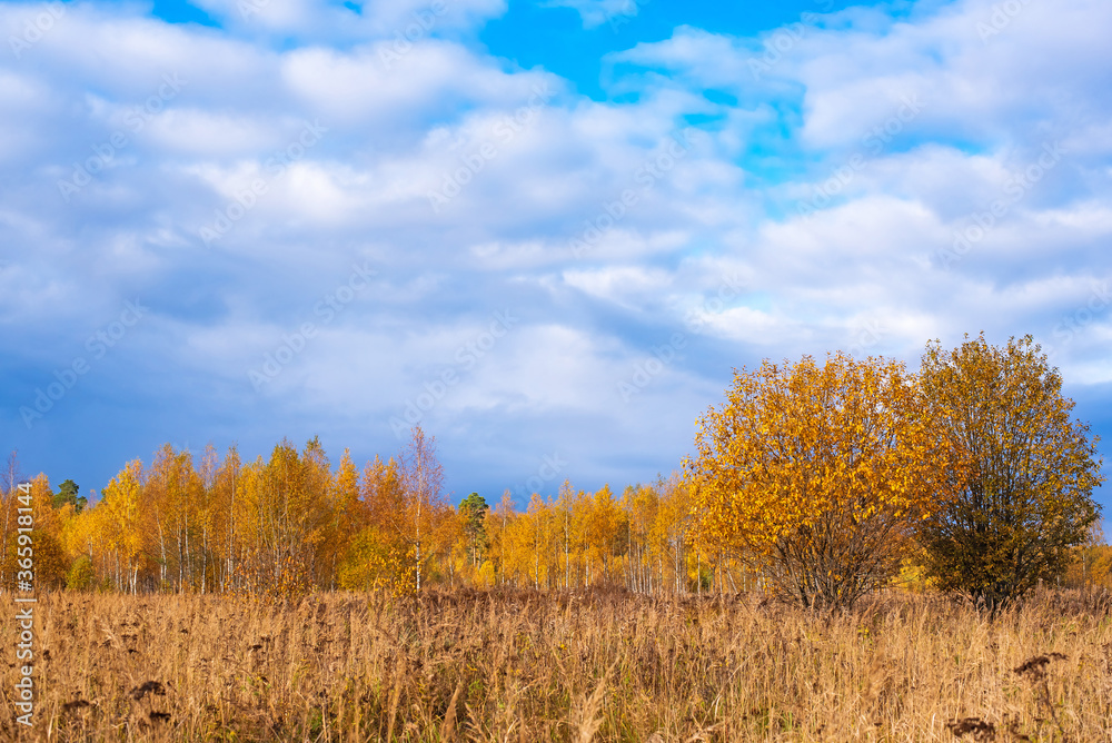 Prairie landscape with grasses, meadows, trees and a bright blue sky with white clouds. Prairie landscape with grasses, meadows, trees and a bright blue sky with white clouds.