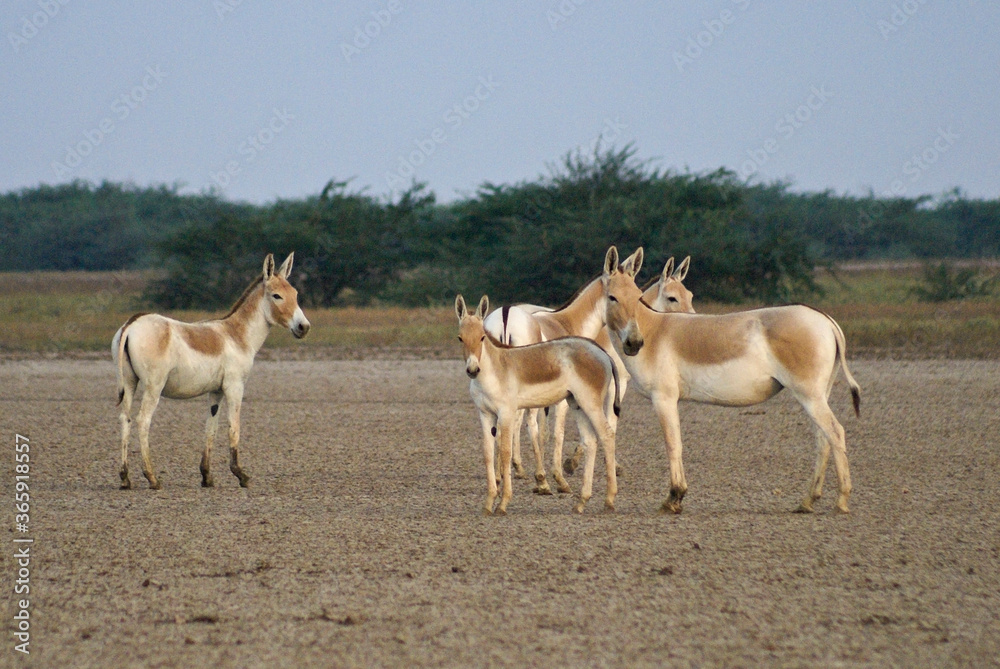 Baluchi or Indian (Asiatic) wild ass (onager, hemione, ghudkhur, khur) at Indian Wild Ass Sanctuary, Little Rann of Kutch, Gujarat, India Baluchi or Indian (Asiatic) wild ass (onager, hemione, ghudkhur, khur) at Indian Wild Ass Sanctuary, Little Rann of Kutch, Gujarat, India