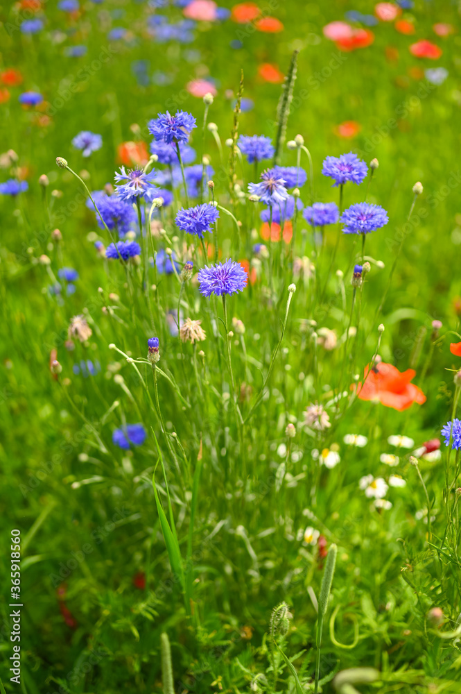Field of red and pink poppies, blue cornflower Field of red and pink poppies, blue cornflower