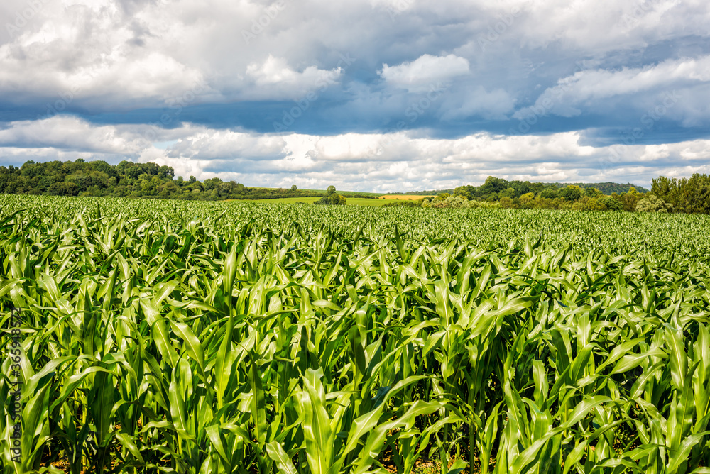Cornfield in a rural landscape under an impressive cloudy sky Cornfield in a rural landscape under an impressive cloudy sky